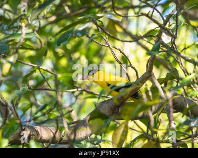 Black-Naped Oriole, Inde, Singapour, Philippines et Banque D'Images