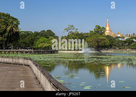 Vue d'une fontaine, promenade en bois et des nénuphars sur le Lac Kandawgyi et Pagode Shwedagon à Yangon, Myanmar dans la journée. Banque D'Images