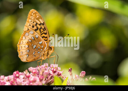 Un grand étoilé Fritillary se nourrissent d'une fleur Banque D'Images