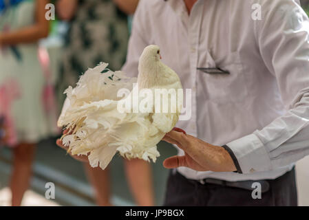 Colombes blanches en belle journée Banque D'Images