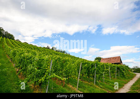 Vignoble raide à côté d'une passerelle avec l'ancienne hutte près de la cave dans la région viticole de Toscane, Italie Europe Banque D'Images