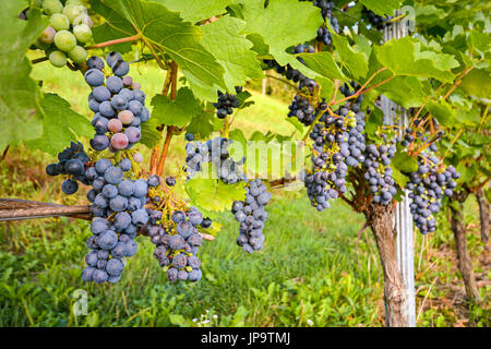 Les raisins de vin rouge dans une vigne avant la récolte à la fin de l'automne Banque D'Images