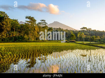 Rizières en terrasse au lever du soleil, Lombok Banque D'Images