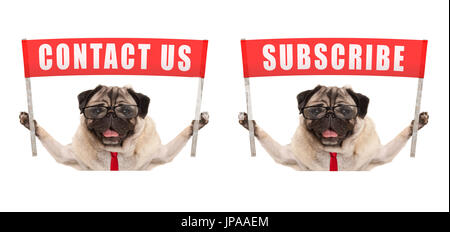 Pug dog entreprise holding up bannière rouge signe avec texte contactez-nous et vous abonner, isolé sur fond blanc Banque D'Images