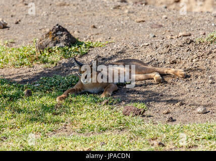 Un Caracal au sol dans le cratère du Ngorongoro, en Tanzanie Banque D'Images