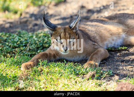 Un Caracal au sol dans le cratère du Ngorongoro, en Tanzanie Banque D'Images