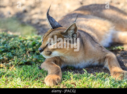 Un Caracal au sol dans le cratère du Ngorongoro, en Tanzanie Banque D'Images