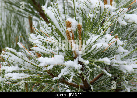 Le pin ponderosa (Pinus ponderosa) avec la neige, la Forêt Nationale de Fremont, New York Banque D'Images