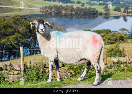 L'Angleterre, Cumbria, Lake District, près de moutons Swaledale Crummockwater Banque D'Images