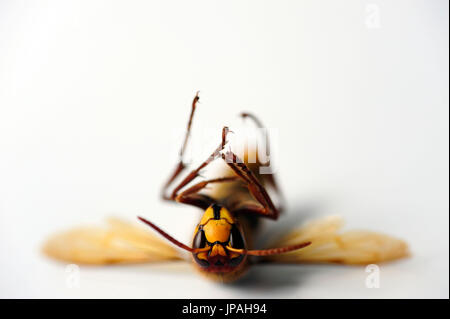Guêpe morte couchée sur le dos. Banque D'Images
