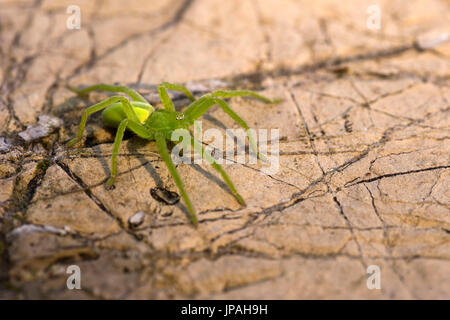 Huntsman vert sur spider recherche de proies Banque D'Images