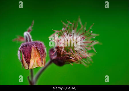 Anémone pulsatille commune moyen en close-up (Pulsatilla pratensis). Banque D'Images