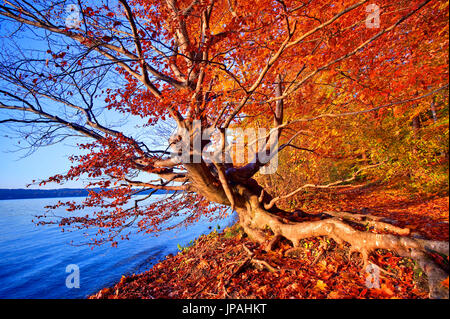 Hêtres arbre sur la rive du lac Starnberger Banque D'Images