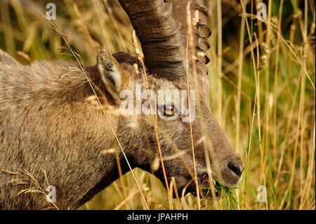 Alp Capricorne (Capra ibex) Banque D'Images