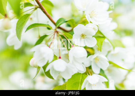 Gros plan macro de nombreuses fleurs de cerisier blanc avec des feuilles vertes montrant le détail et la texture Banque D'Images