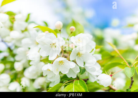 Gros plan macro de nombreuses fleurs de cerisier blanc avec des feuilles vertes montrant le détail et la texture Banque D'Images