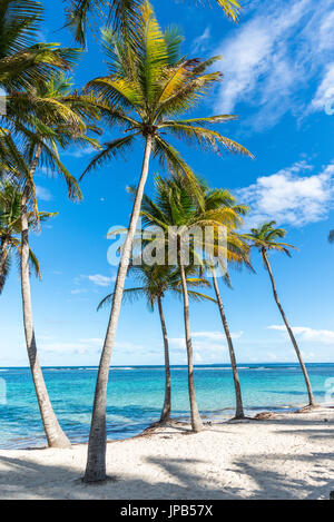 Bord de la plage de la Caravelle en Guadeloupe Banque D'Images