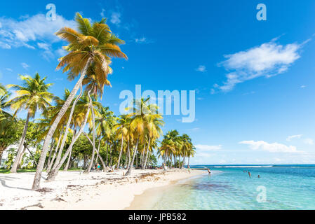 Bord de la plage de la Caravelle en Guadeloupe Banque D'Images