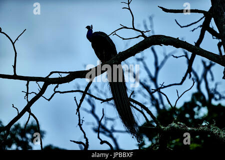 Peacock énorme percher sur un arbre dans le matin tôt avec ciel bleu Banque D'Images