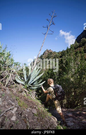 L'homme s'émerveille à big l'aloe vera dans la route dans le parc national de Garajonay sur La Gomera. Banque D'Images