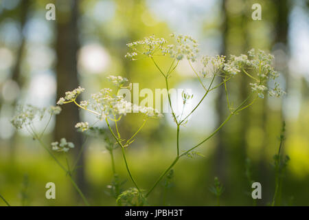 Cow parsley (Anthriscus sylvestris) sur un fond nature Banque D'Images