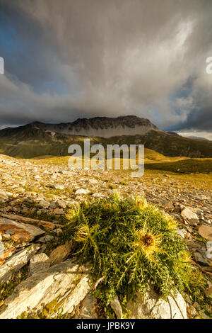 Fleurs de chardon et pics rocheux entouré par des nuages au lever du soleil de la vallée de Braulio col du Stelvio Valtellina Lombardie Italie Europe Banque D'Images