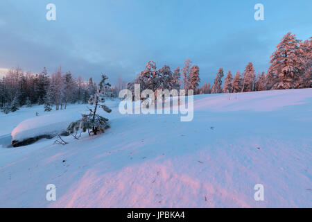 La lumière rose de l'Arctique coucher du soleil illumine le Snowy Woods Vennivaara Laponie Rovaniemi Finlande Région Europe Banque D'Images