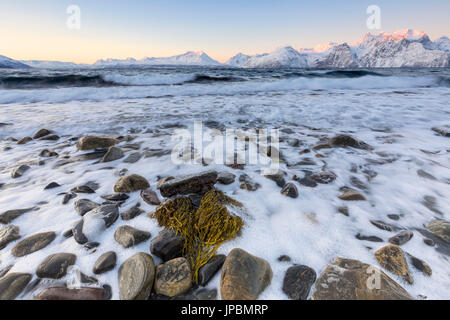 Bande d'algues en forme de cœur sur une plage donnant sur la Alpes de Lyngen. Hammarvika, Lyngenfjord, Alpes de Lyngen, Troms, Norvège, Laponie, Europe. Banque D'Images