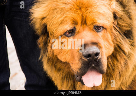 Close up d'un beau portrait de chien Terre-Neuve marron dans un concours de chien Banque D'Images
