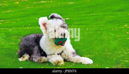 Le Old English Sheepdog dehors sur l'herbe en jouant avec un ballon vert Banque D'Images