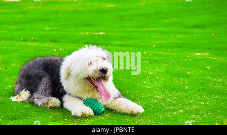 Le Old English Sheepdog dehors sur l'herbe en jouant avec un ballon vert Banque D'Images