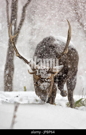 Le cerf sika dans la péninsule de Shiretoko, Hokkaido, Japon Banque D'Images