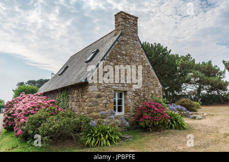 Chambre avec hortensiae. L'île de Bréhat, Côtes-d'Armor, Bretagne, France. Banque D'Images