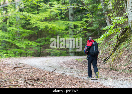 Randonneur sur une route de terre dans la forêt, les forêts Casentinesi NP, Emilie Romagne, Italie Banque D'Images