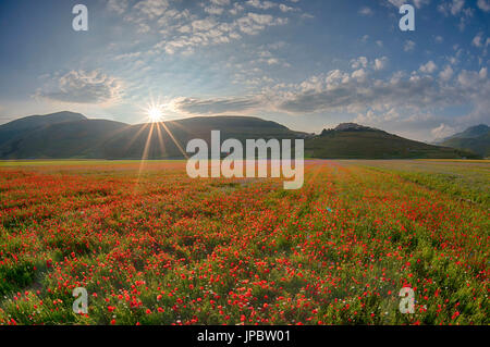 Paysage en fleurs en Piano Grande de Castelluccio di Norcia, Monti SIbillini NP, Ombrie, Italie Banque D'Images