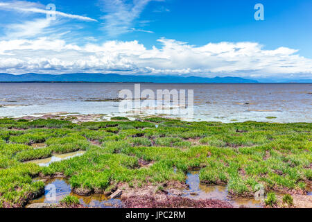 Gros plan du fleuve Saint-Laurent au Québec, Canada plage avec de l'herbe et l'eau peu profonde Banque D'Images