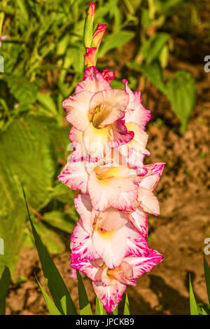 Un glaïeul culture des fleurs dans le jardin d'été. Banque D'Images