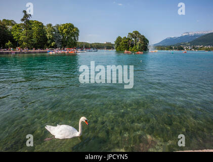 France, Annecy, Swan dans les eaux claires de la rivière Thiou Le où il s'écoule du lac d'Annecy au quai de la Tournette Banque D'Images