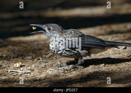 - Nucifraga caryocatactes Spotted nutcracker Banque D'Images