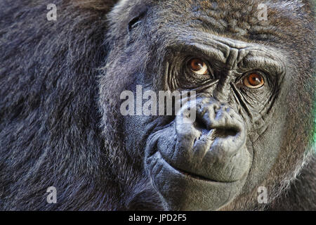 Gorille de plaine de l'Ouest - Gorilla gorilla Banque D'Images