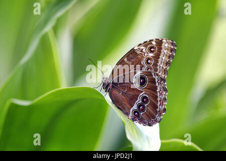 Papillon Bleu Morpho Peleides (dessous) - Morpho peleides Banque D'Images