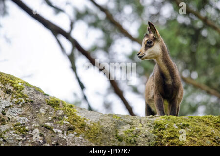 L'enfant - Chamois Rupicapra rupicapra Banque D'Images