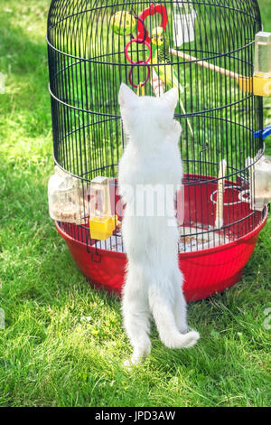 Petit chat blanc sur l'oiseau en cage sur l'herbe verte Banque D'Images