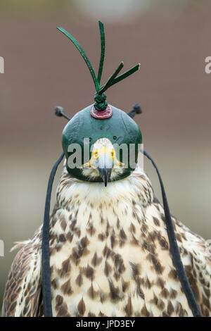 Faucon sacre Falco cherrug (captive), femelle adulte, chef profil montrant le capot, Hawk Conservancy Trust, Andover, Hampshire, au Royaume-Uni en avril. Banque D'Images