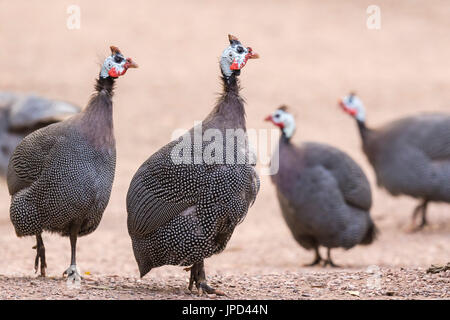 Libre d'une pintade de Numidie (Numida meleagris) dans un groupe ou une bande. C'est le plus connu de la famille des oiseaux pintades, Numididae, et la seule Banque D'Images