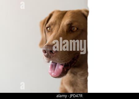 Portrait de chien - Chesapeake Bay Retriever Banque D'Images