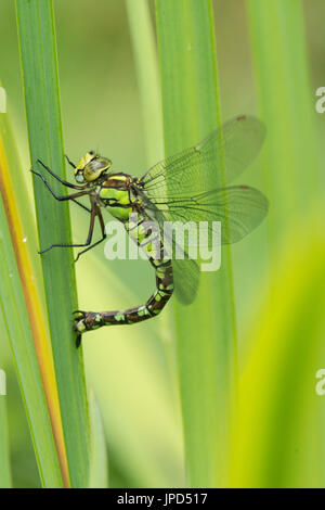 Hawker Aeshna cyanea, sud, libellule. adulte mature femme ponte dans iris jaune tige. Sussex, UK. Juillet. Banque D'Images