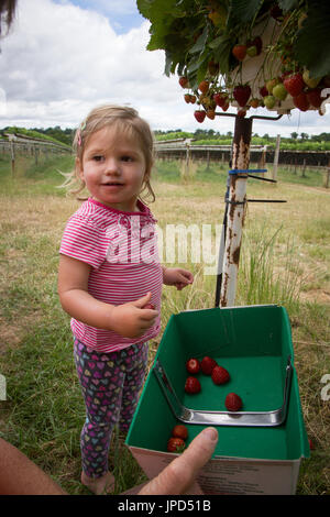 Un enfant âgé de dix-huit mois à une cueillette des fraises autocueillette de ferme à Enfield, au nord de Londres Banque D'Images