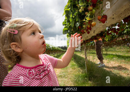 Un enfant âgé de dix-huit mois à une cueillette des fraises autocueillette de ferme à Enfield, au nord de Londres Banque D'Images