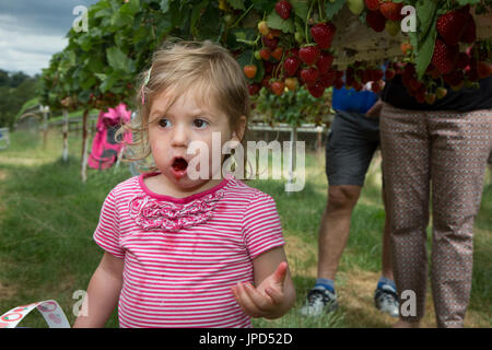 Un enfant âgé de dix-huit mois à une cueillette des fraises autocueillette de ferme à Enfield, au nord de Londres Banque D'Images